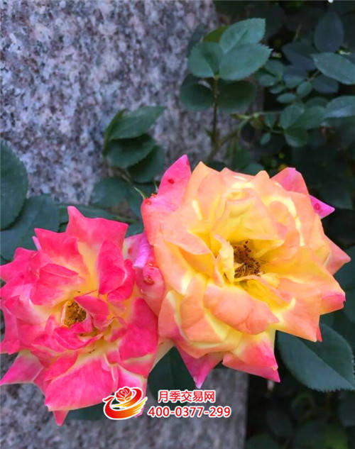 那片海 家的月季又一次驚艷時(shí)光(圖2)